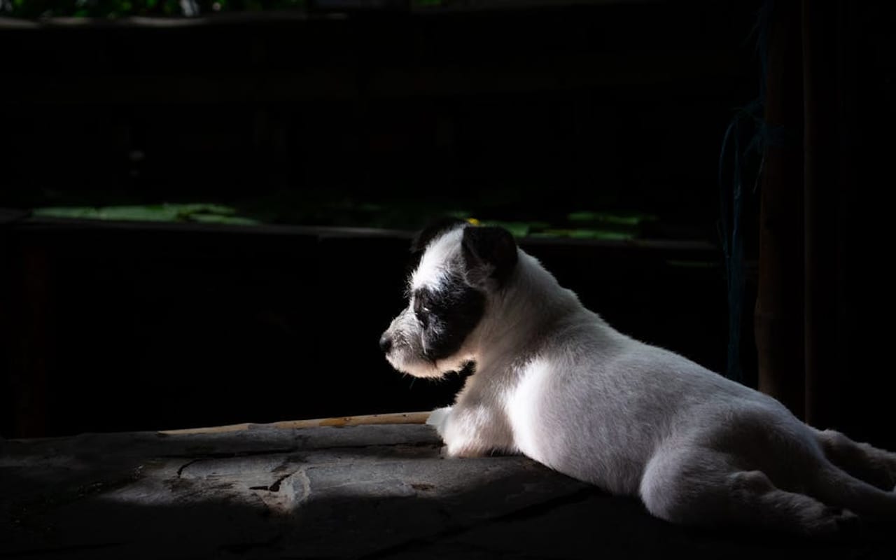 Parson Russell Terrier
