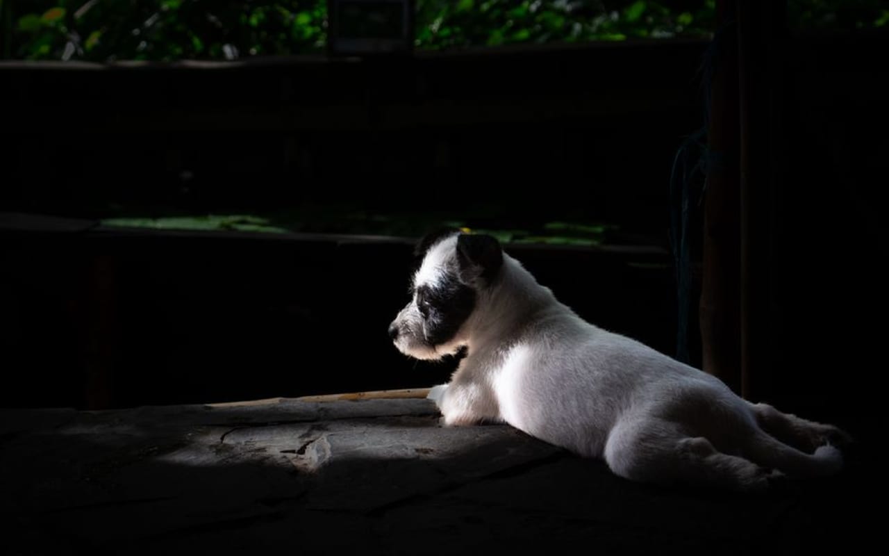 Parson Russell Terrier — gallery 4