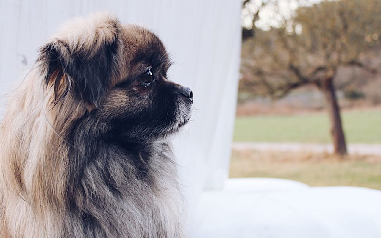 Pekingese