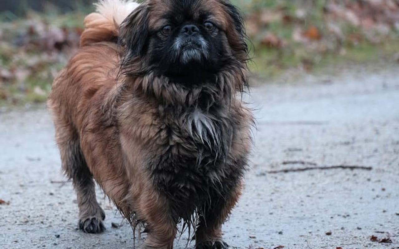 Pekingese — gallery 4