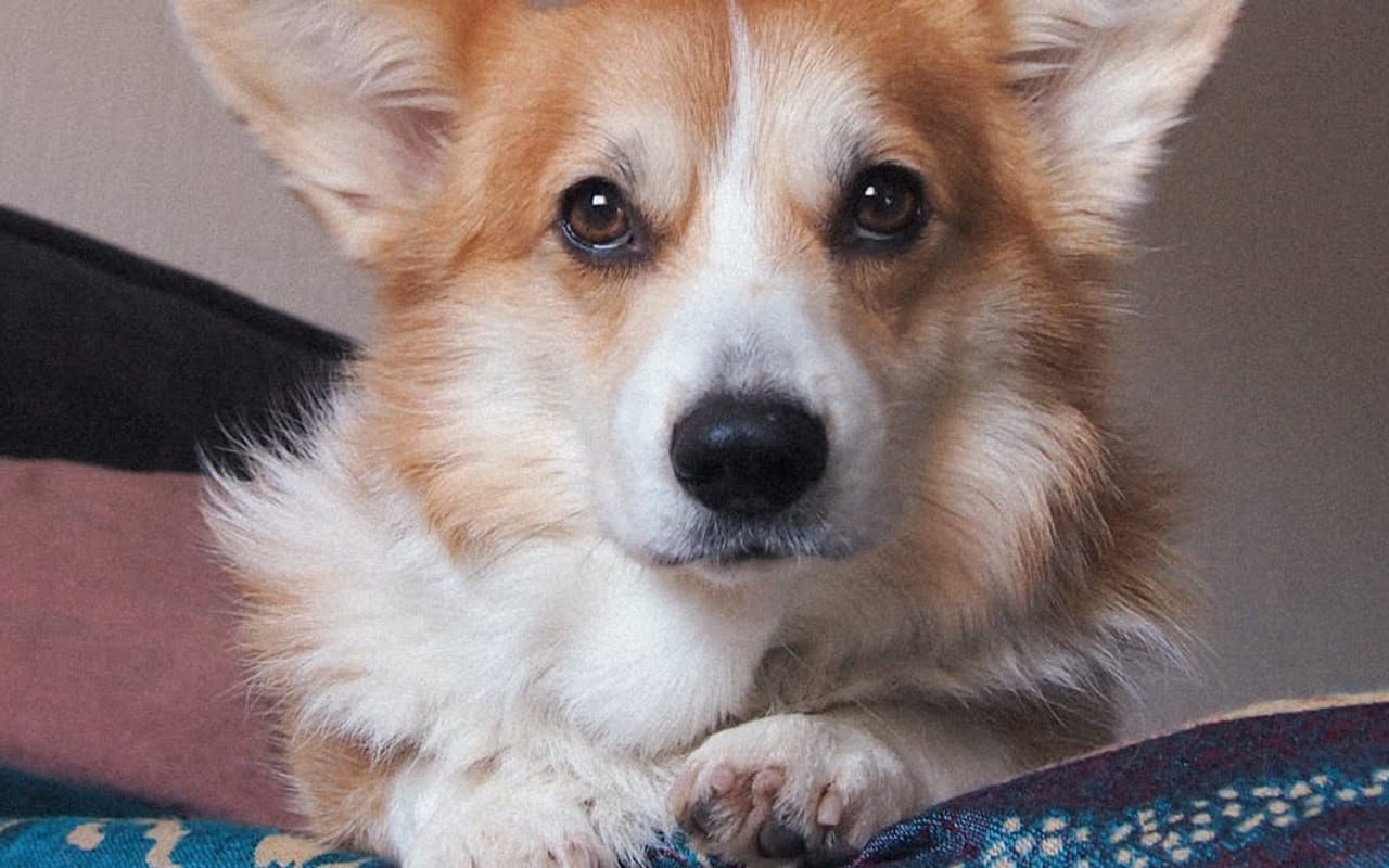 Pembroke Welsh Corgi