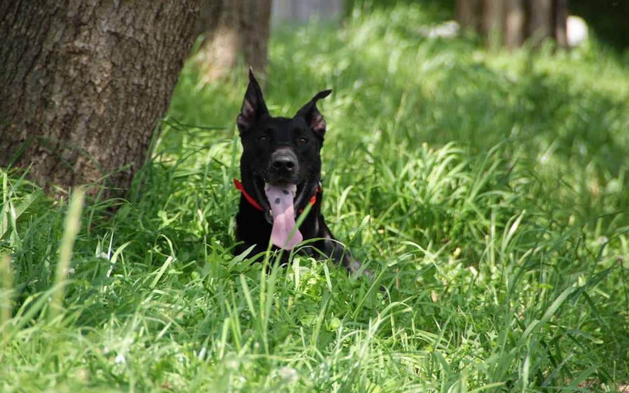Perro de Presa Canario — gallery 4