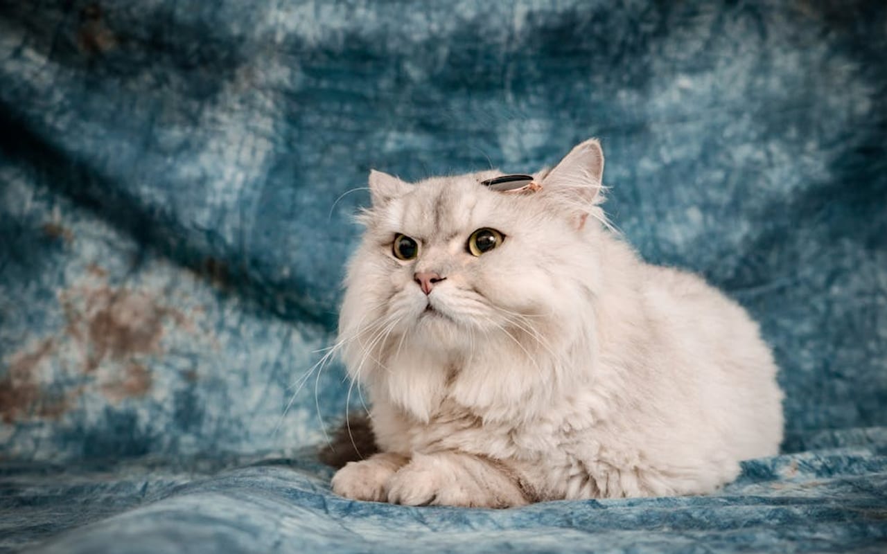 Persian breed