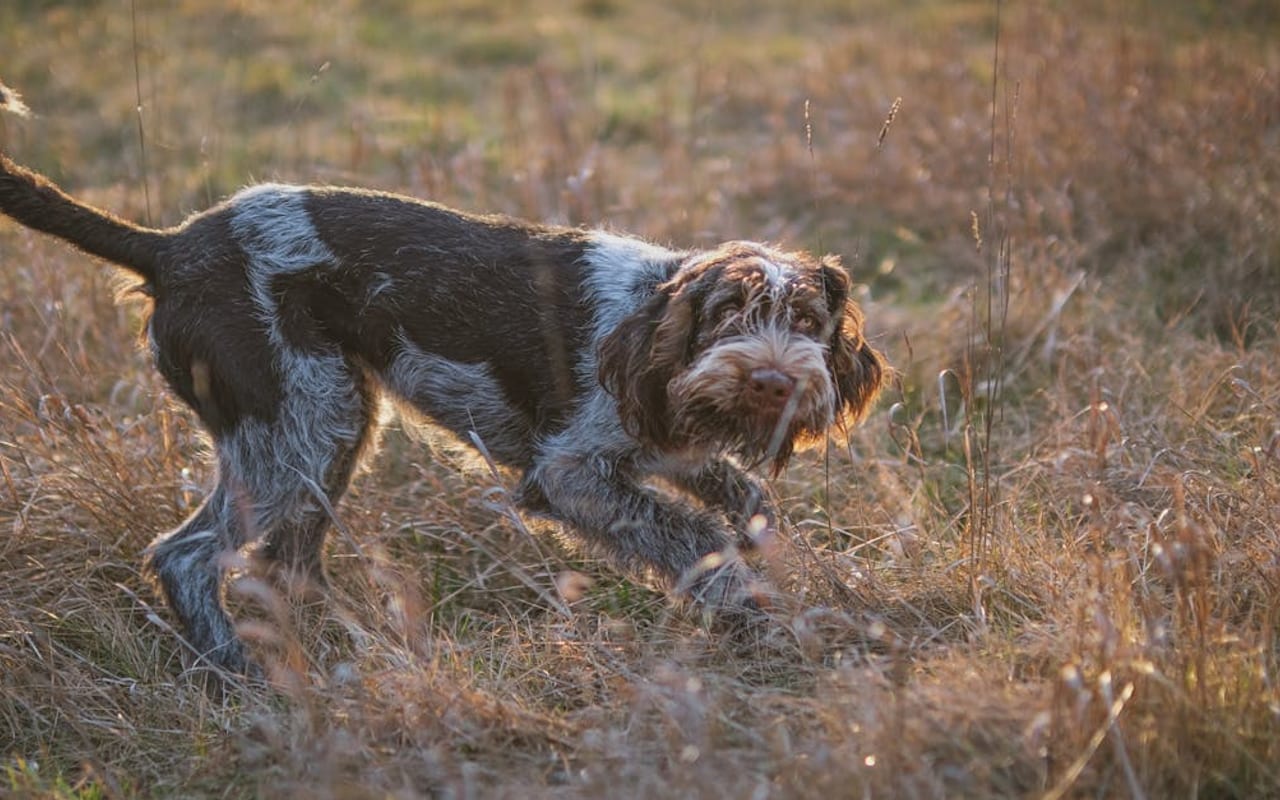 Petit Basset Griffon Vendéen
