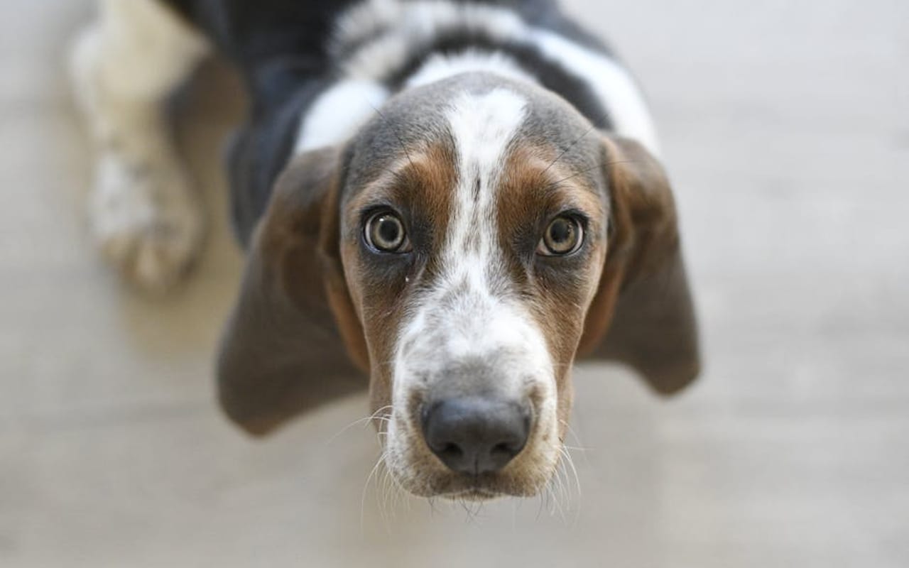 Petit Basset Griffon Vendéen — gallery 4