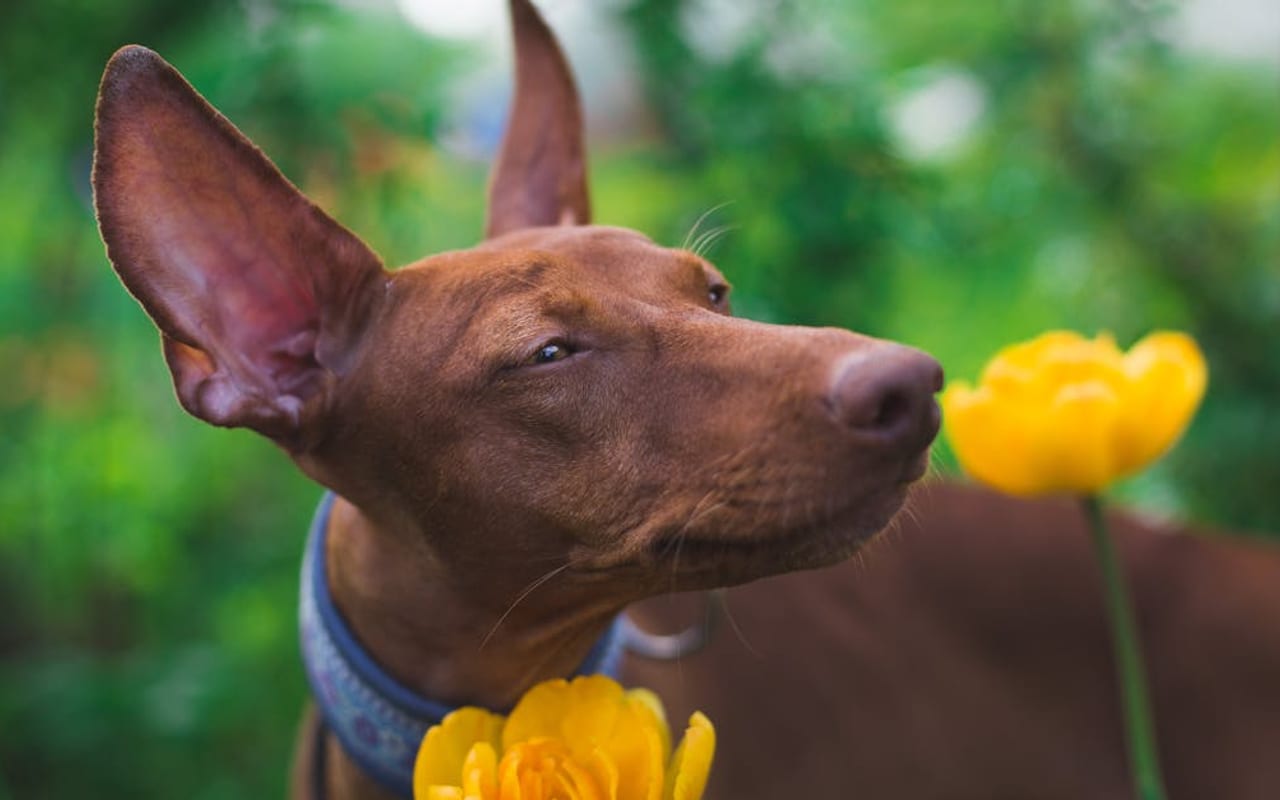 Pharaoh Hound