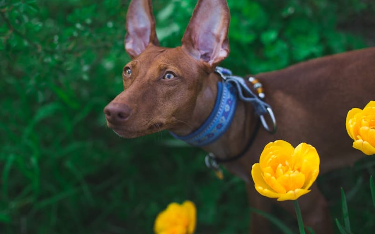 Pharaoh Hound — gallery 4