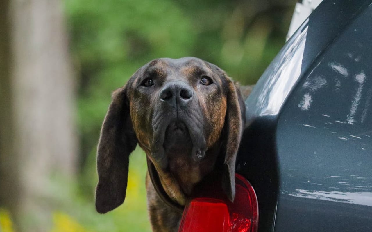 Plott Hound dog breed portrait