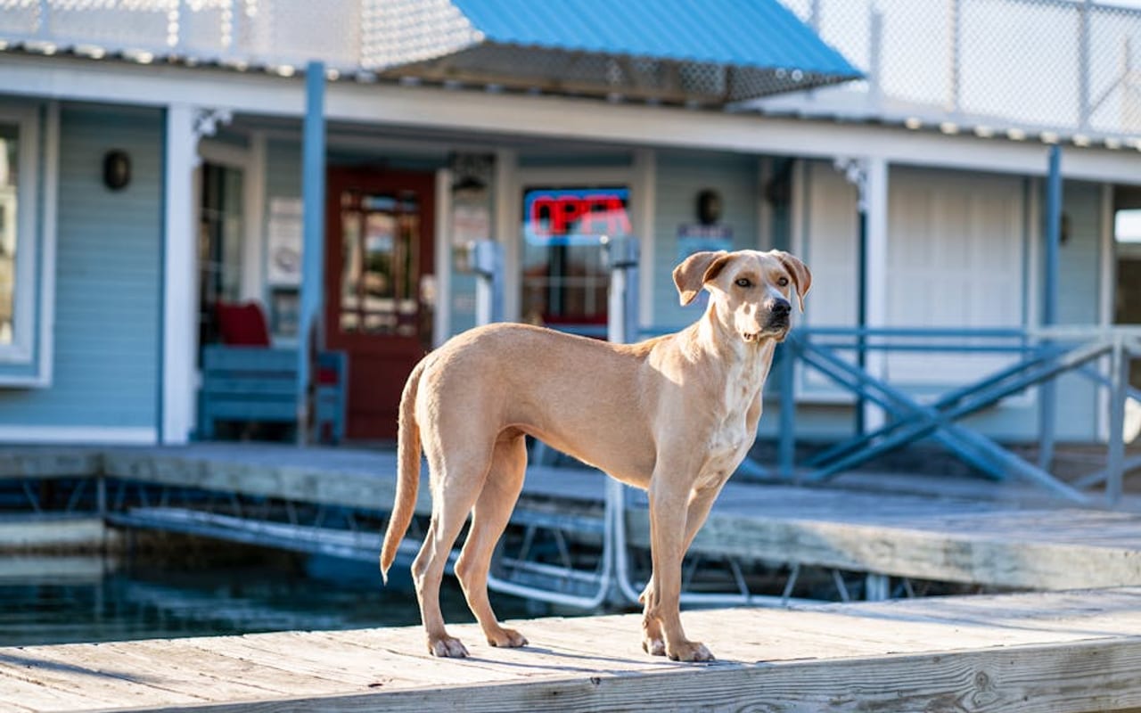 Plott Hound — gallery 4