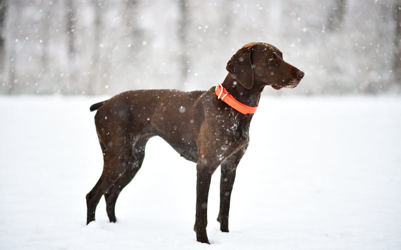 Pointer — gallery 4