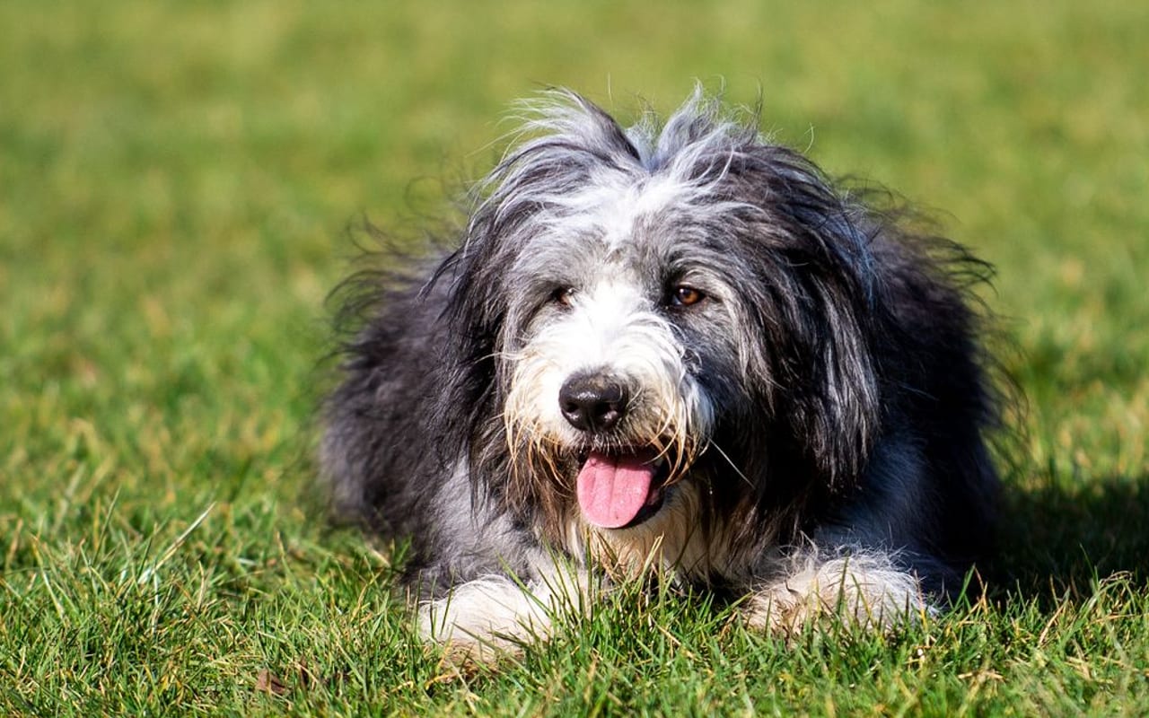 Polish Lowland Sheepdog — gallery 3