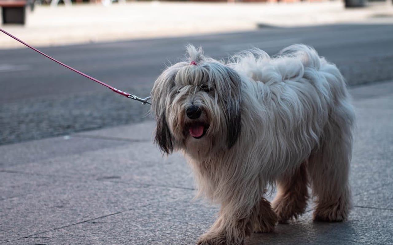 Polish Lowland Sheepdog — gallery 4