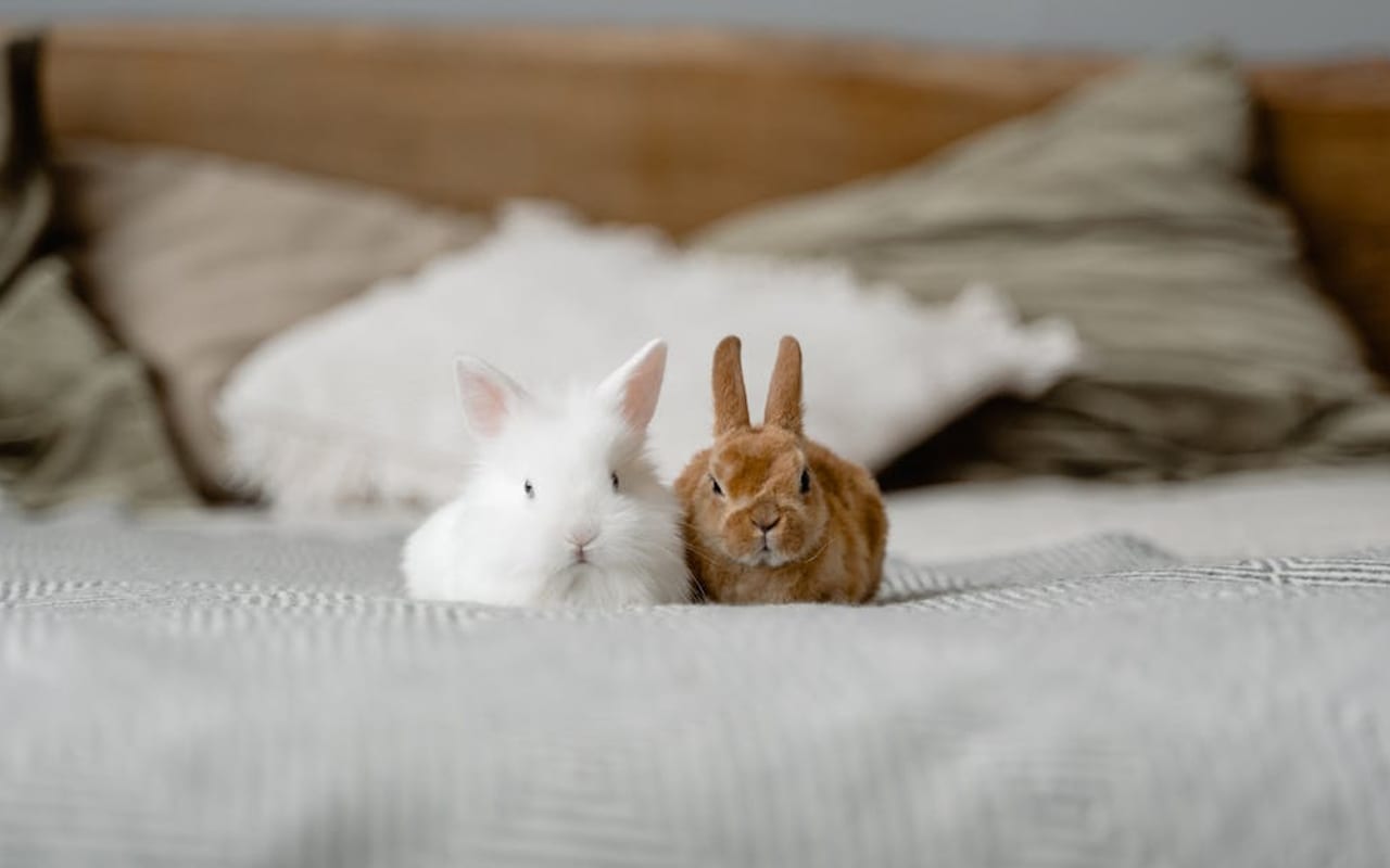 Polish Rabbit Care Guide