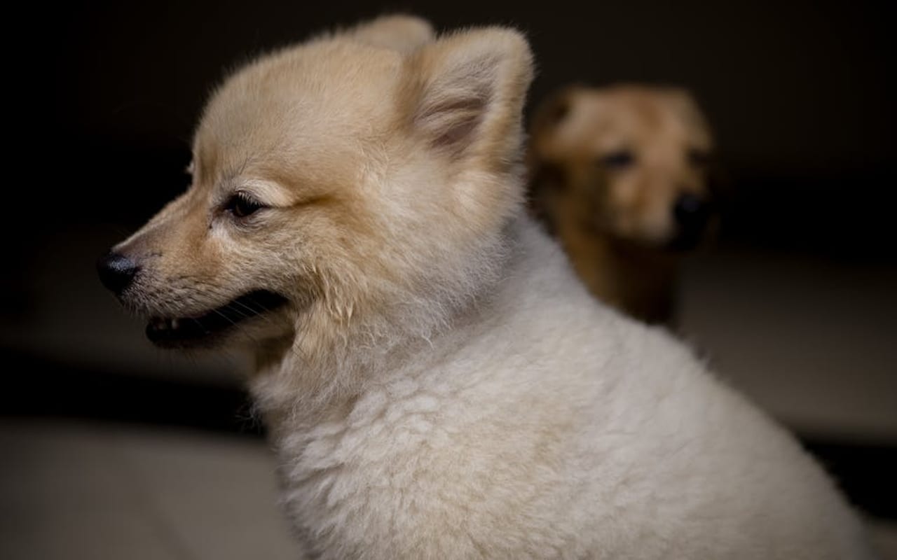 Pomeranian — Pomeranian — gallery 1