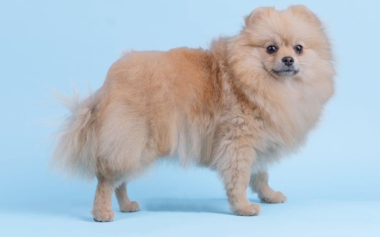 Pomeranian — Pomeranian — gallery 2