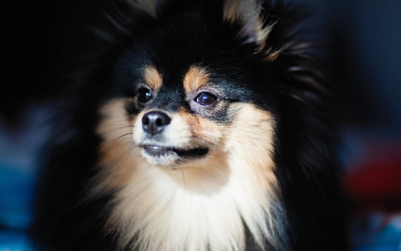 Pomeranian — Pomeranian — gallery 3