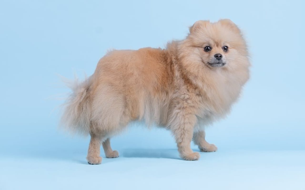 Pomeranian — Pomeranian — gallery 4