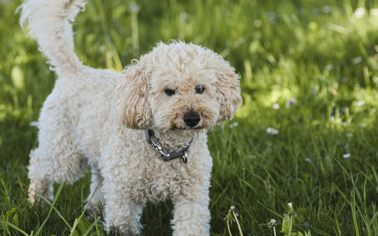 Poodle (Miniature)