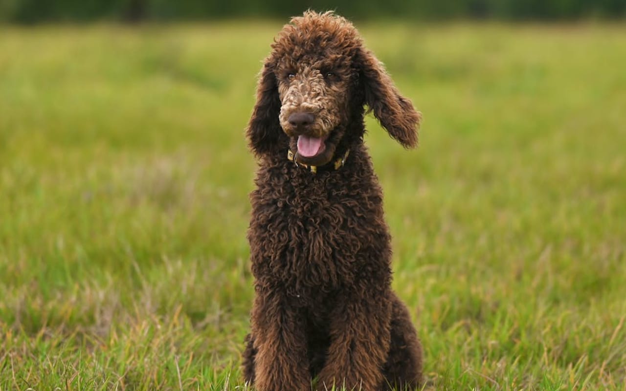 Poodle (Standard)