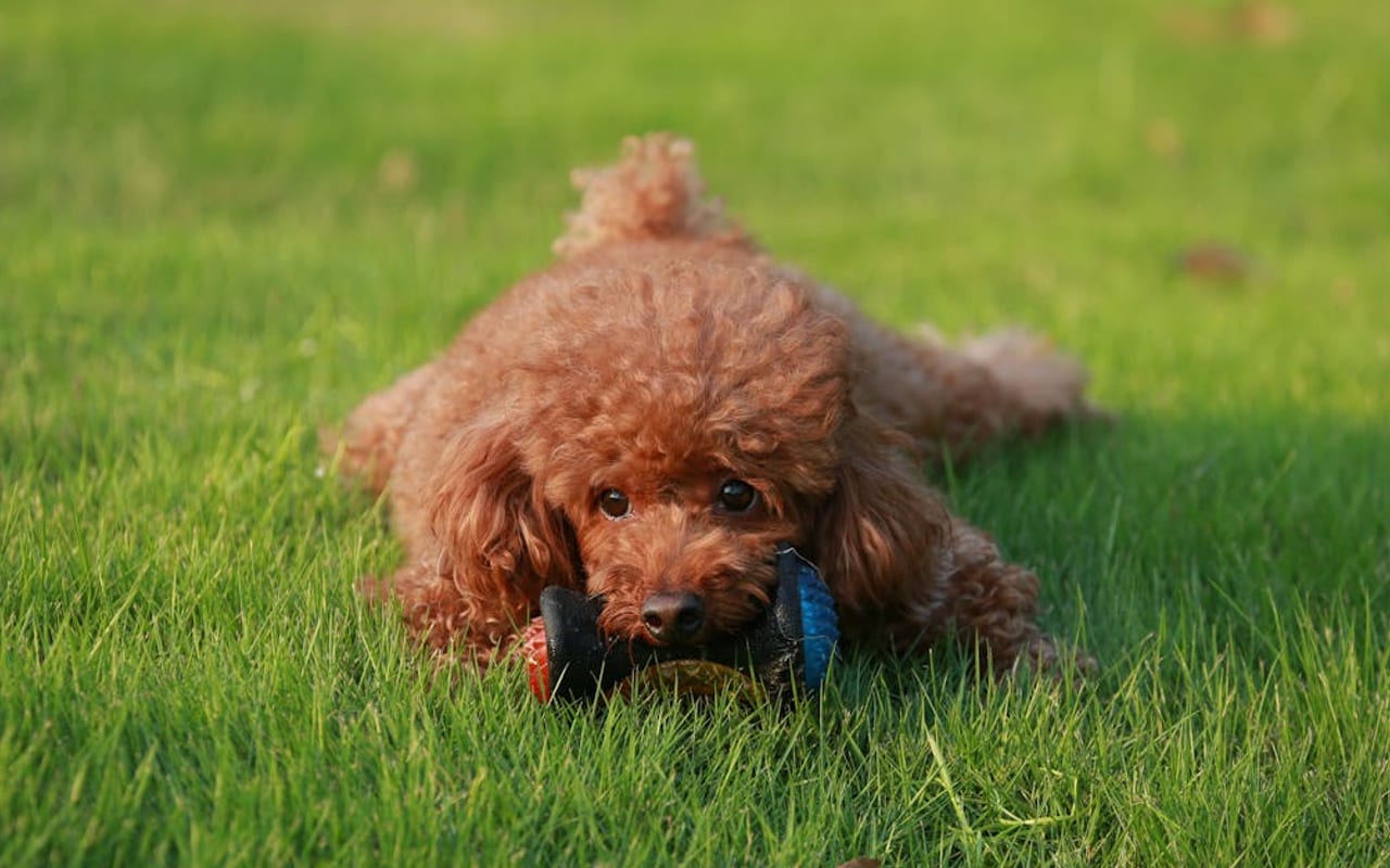 Poodle (Toy)