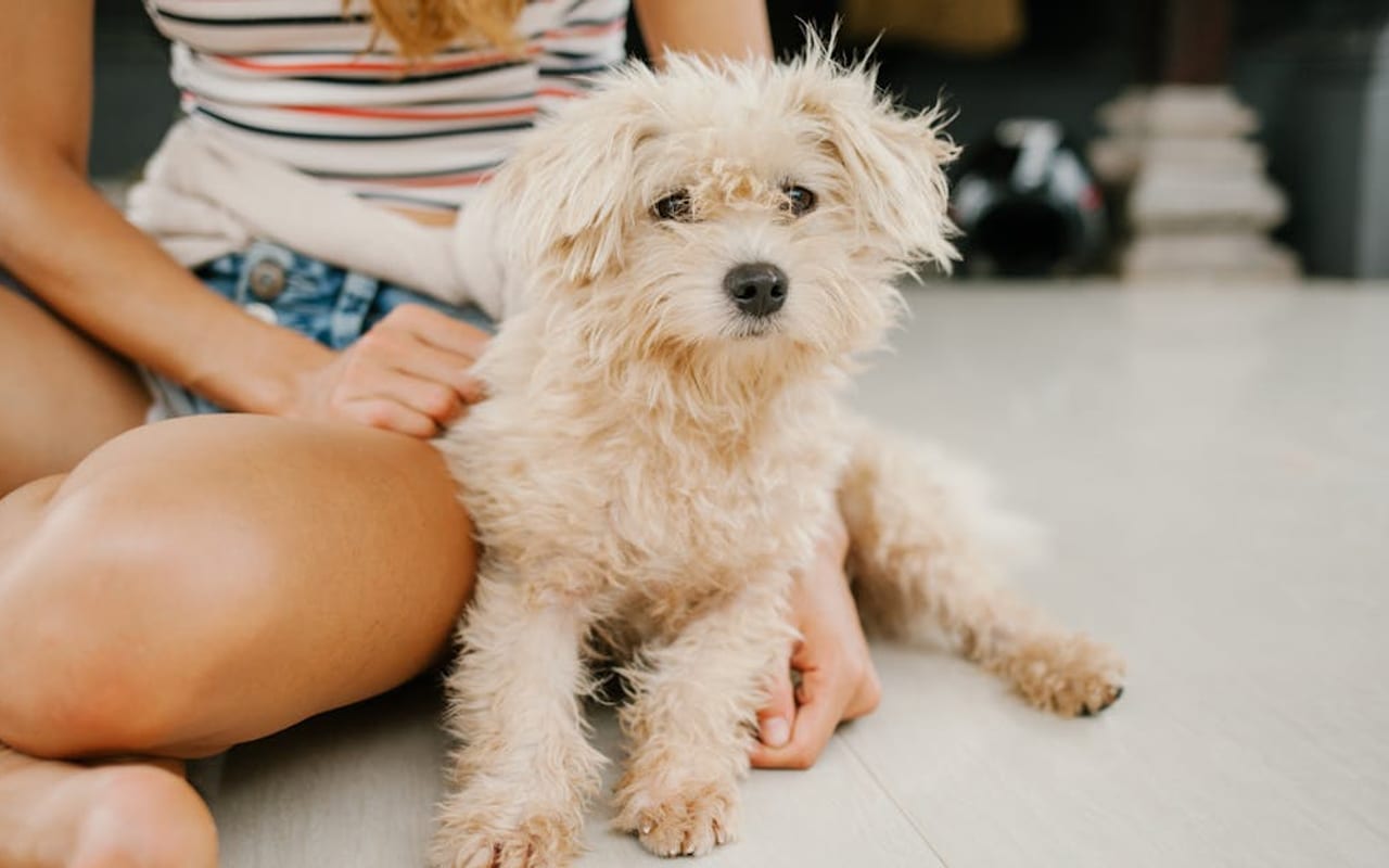 Poodle (Toy) — gallery 2