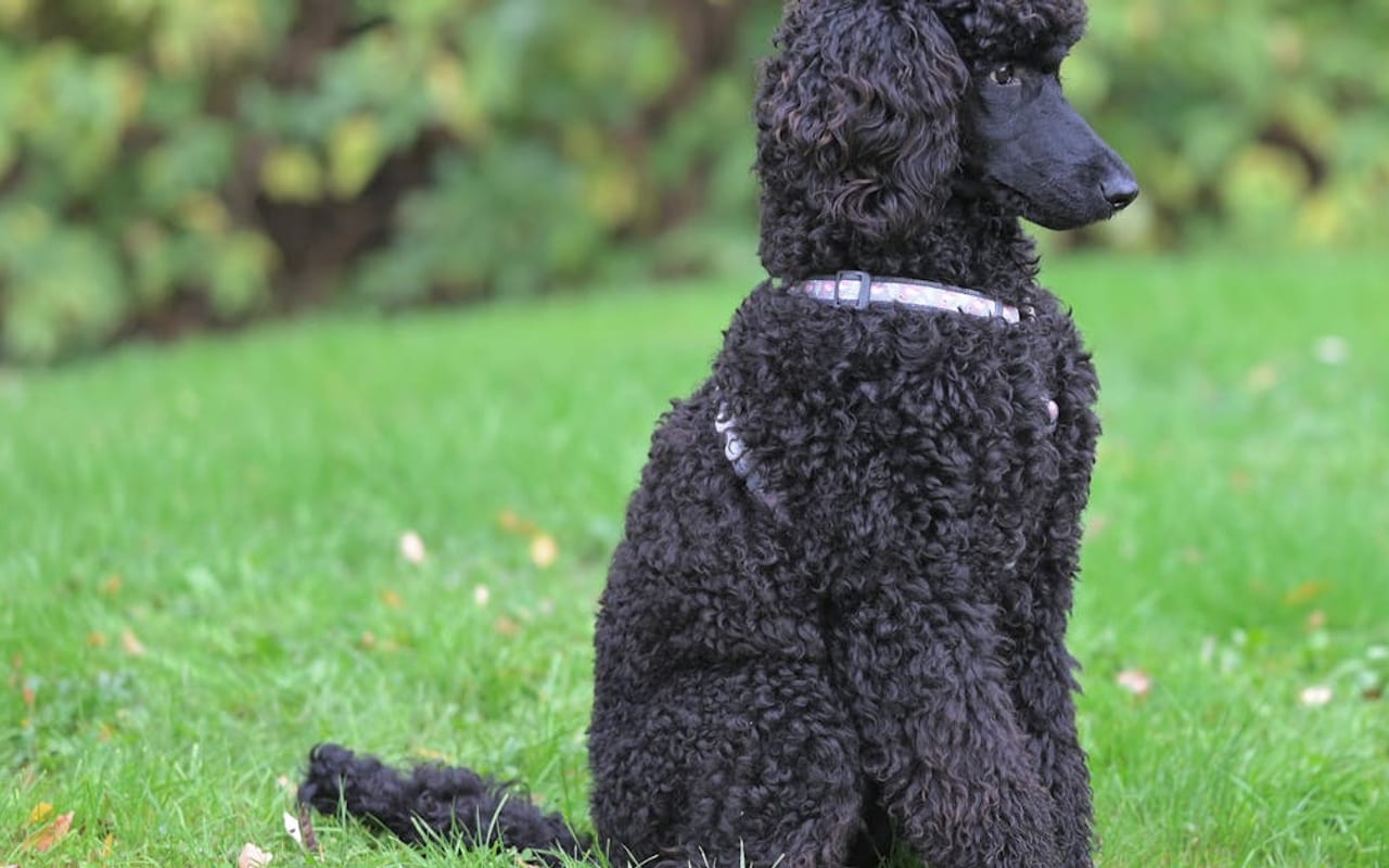 Poodle breed