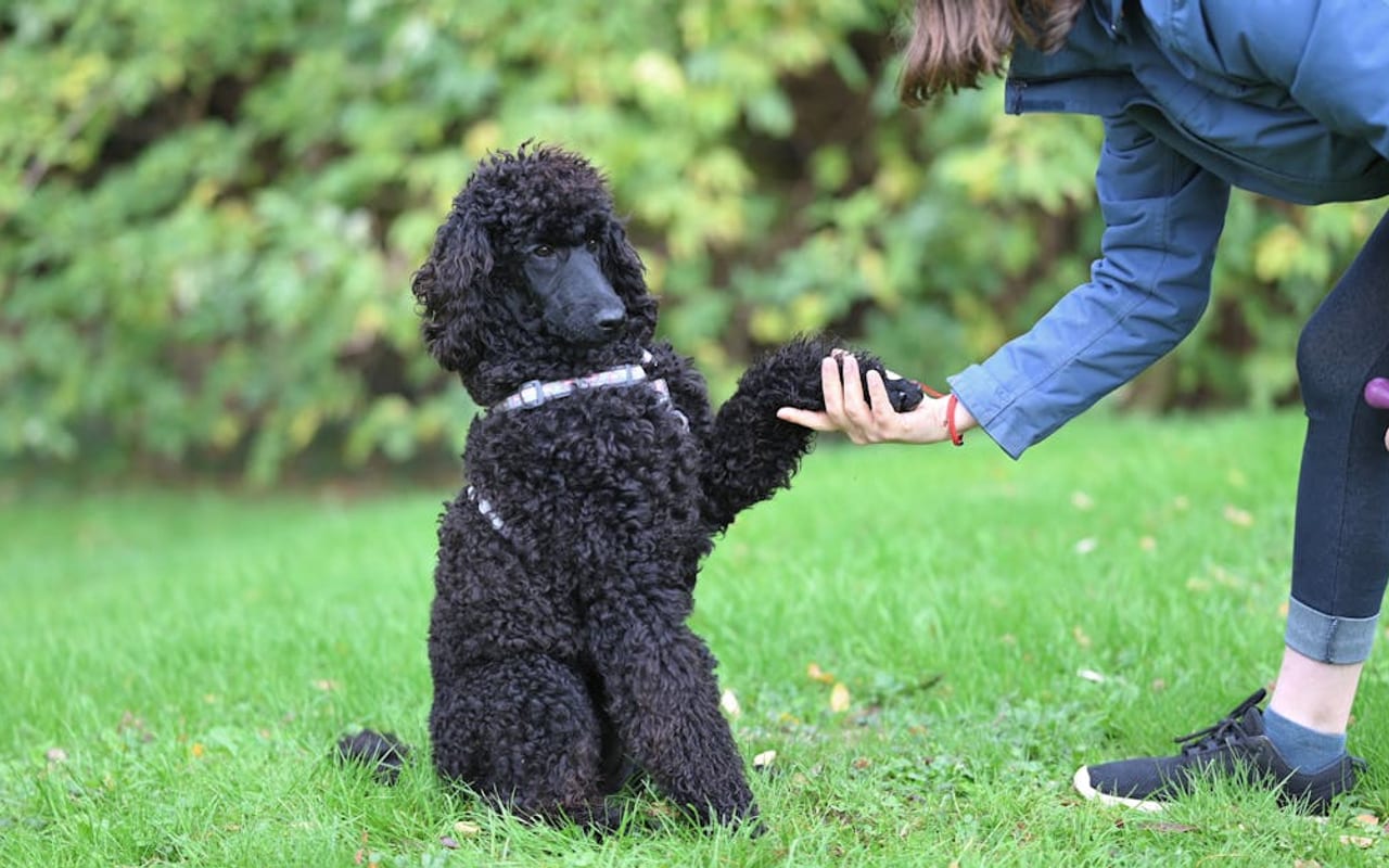 Poodle — gallery 4