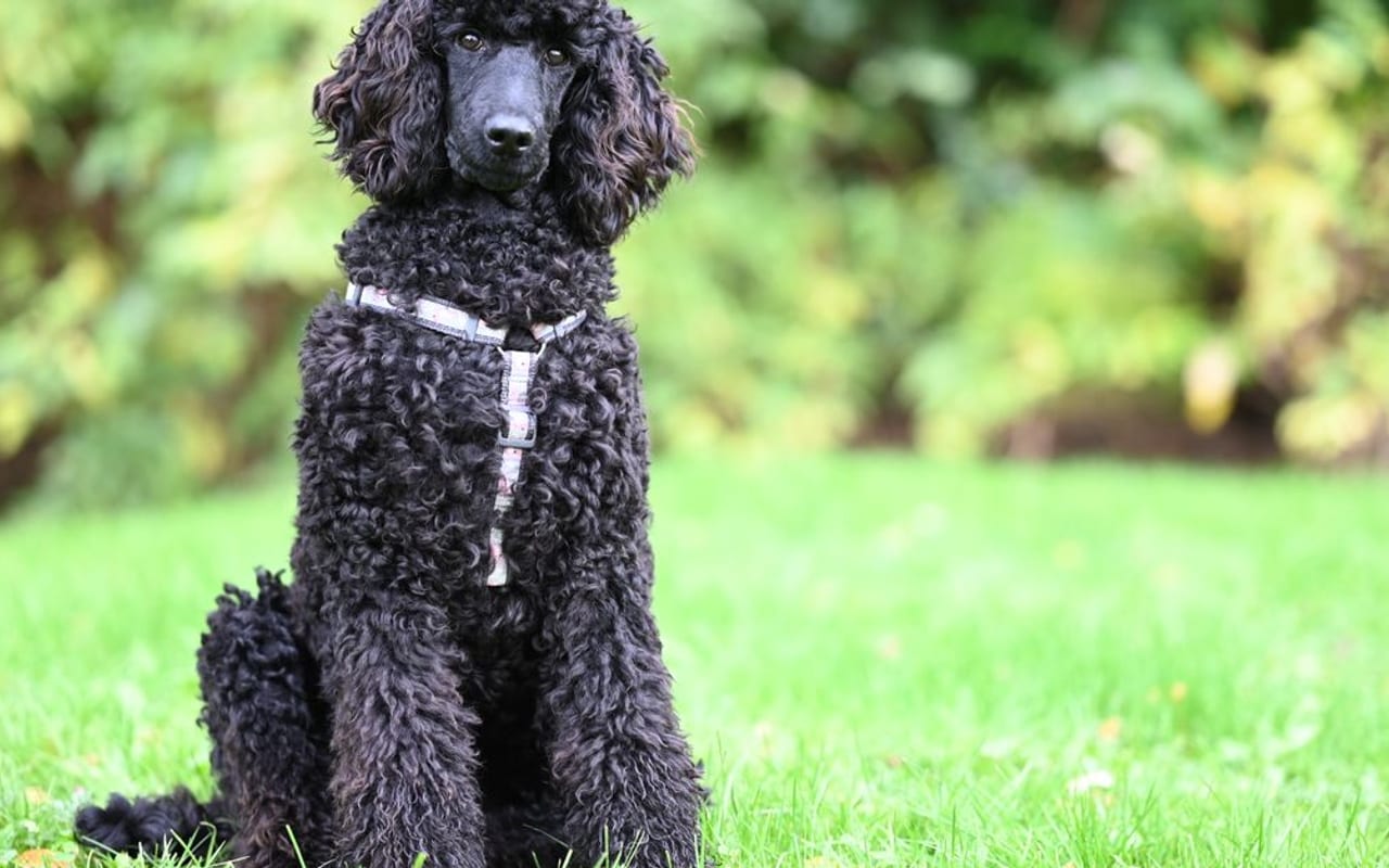 Poodle — gallery 5