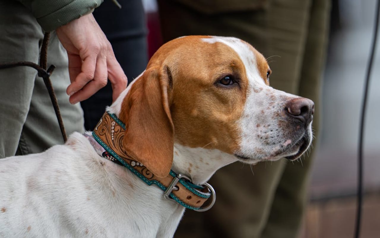 Portuguese Pointer dog breed portrait