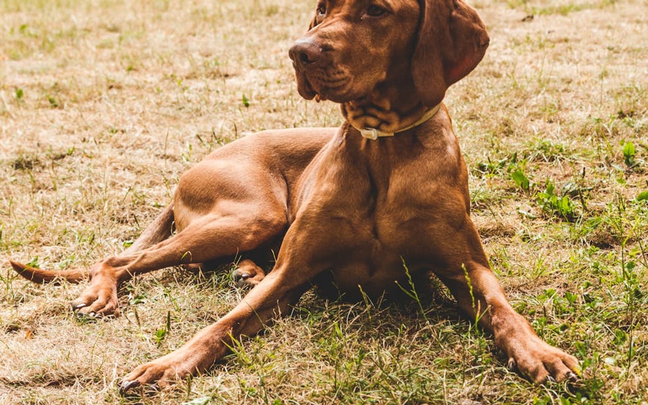Portuguese Pointer — gallery 3