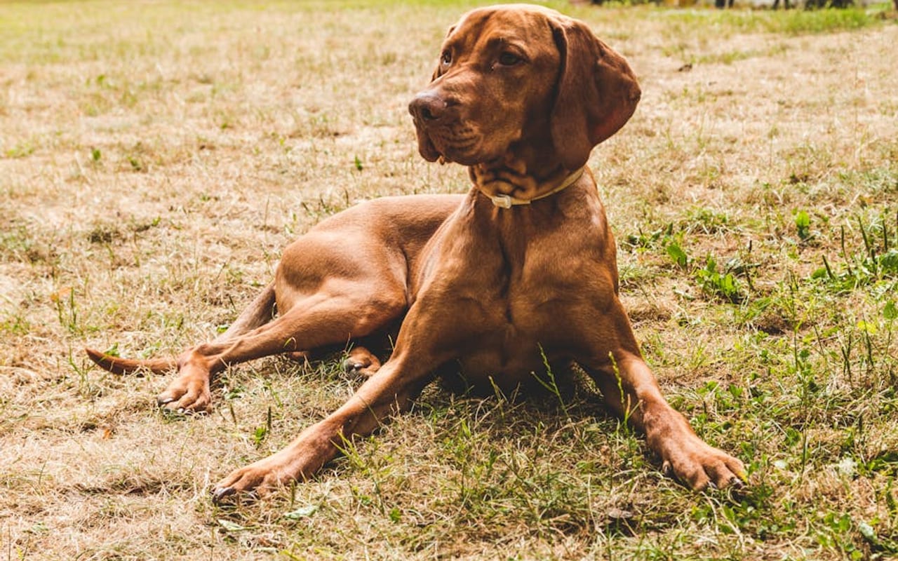 Portuguese Pointer — gallery 4