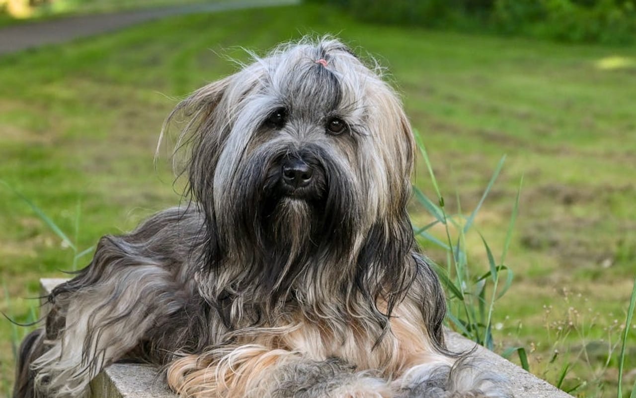 Portuguese Sheepdog