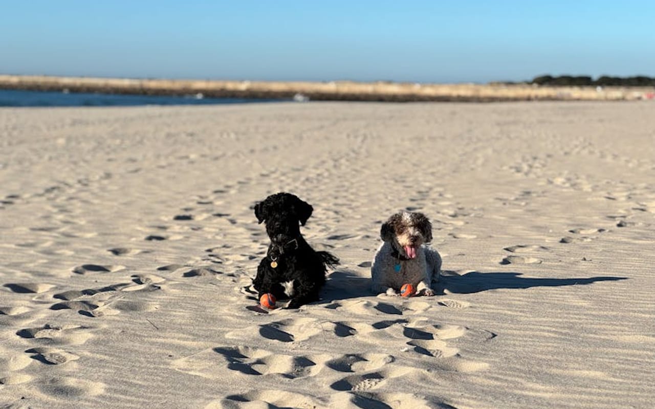 Portuguese Water Dog — gallery 4