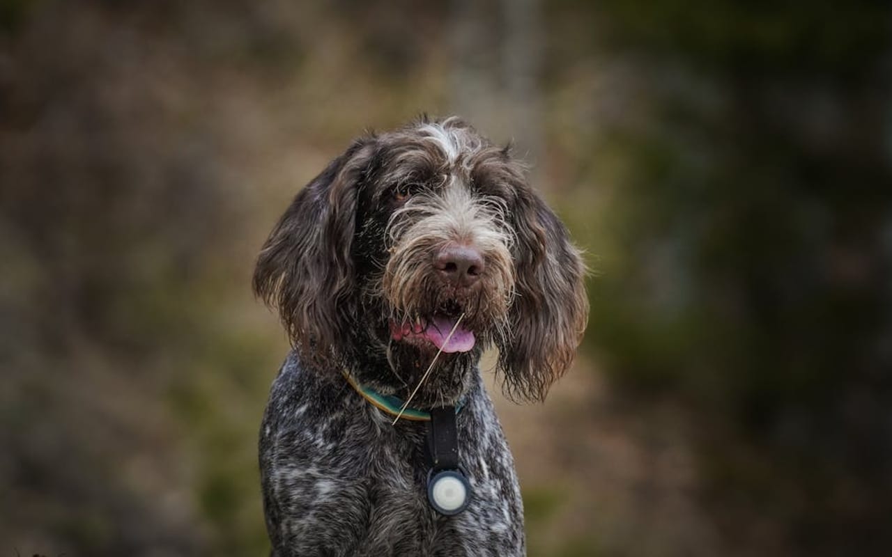Pudelpointer dog breed portrait