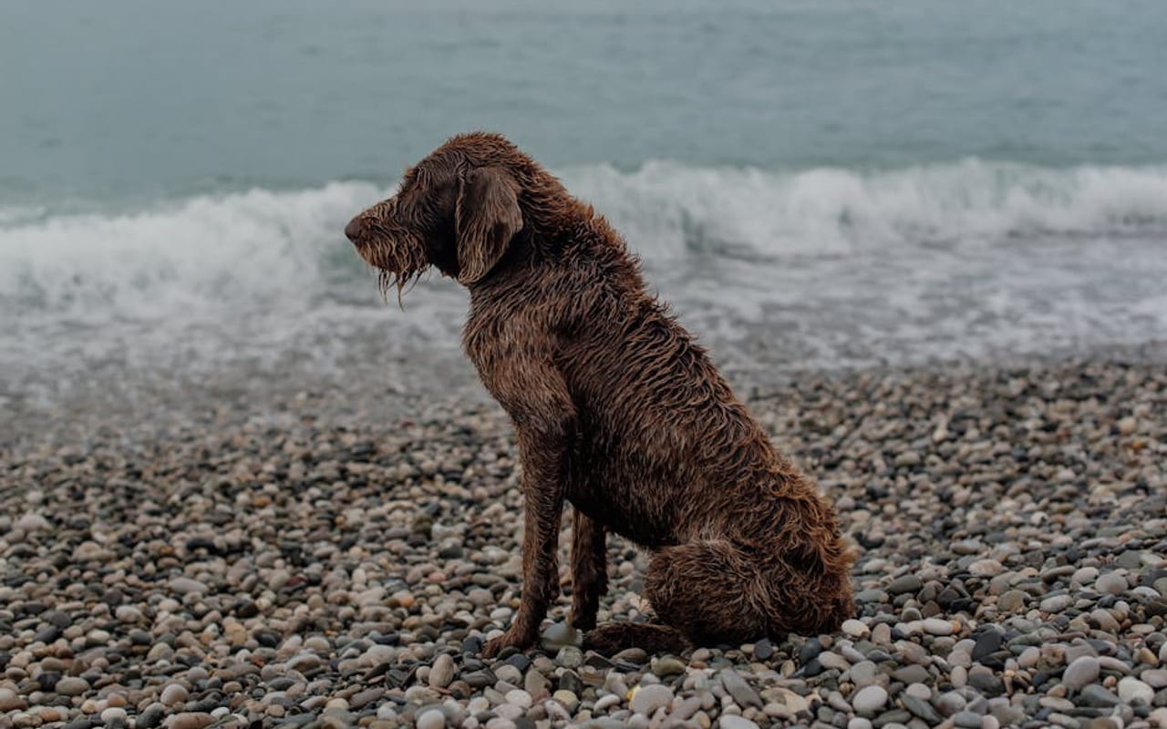Pudelpointer — gallery 4