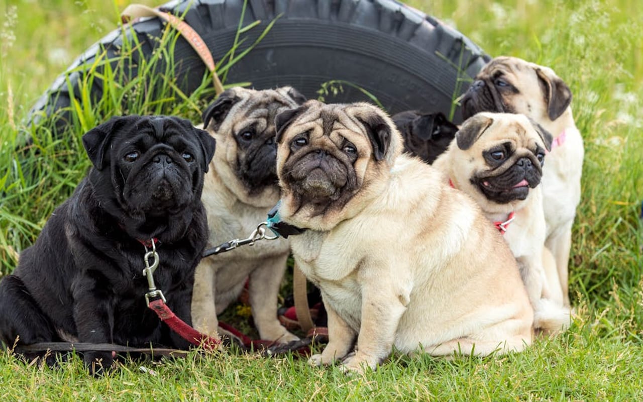 Pug dog breed portrait