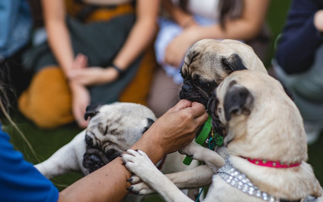Pug — gallery 4