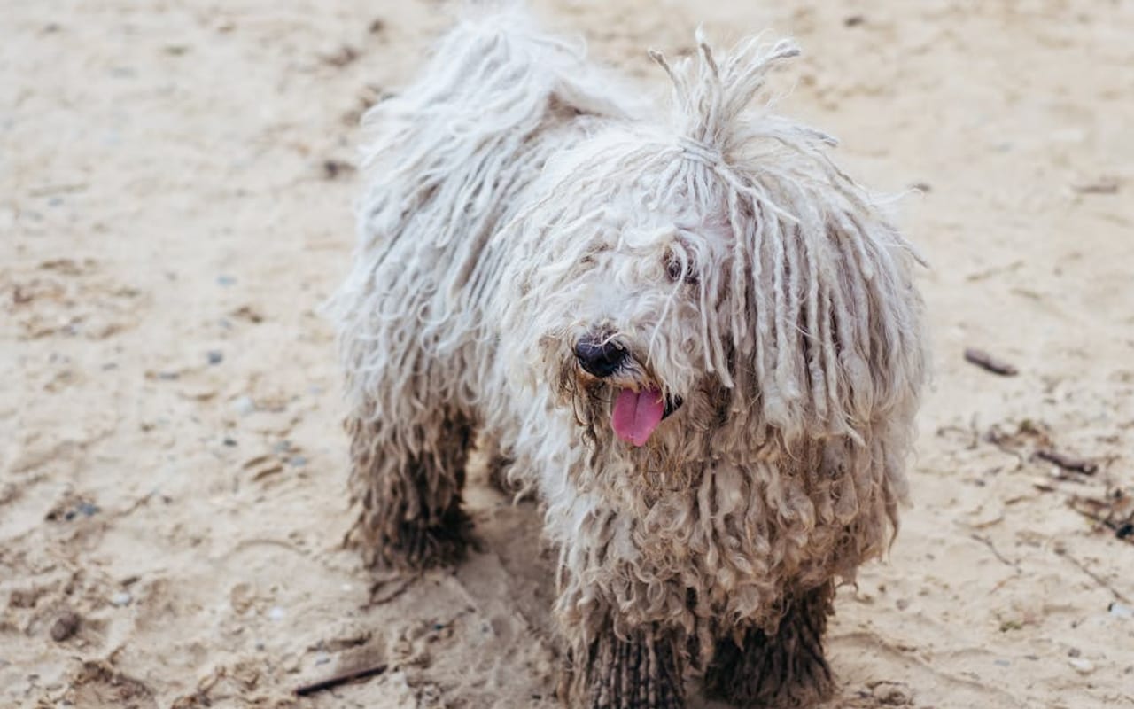 Puli — gallery 2