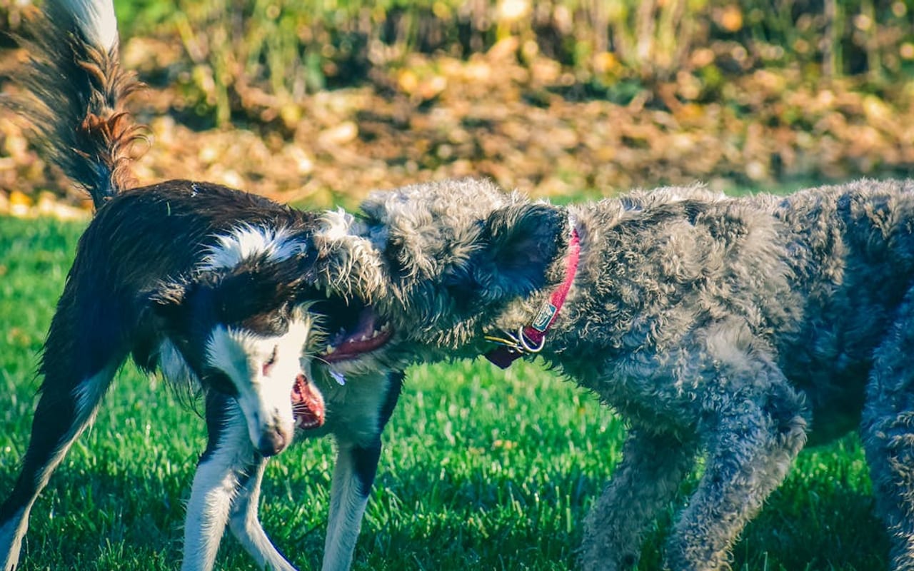 Pumi