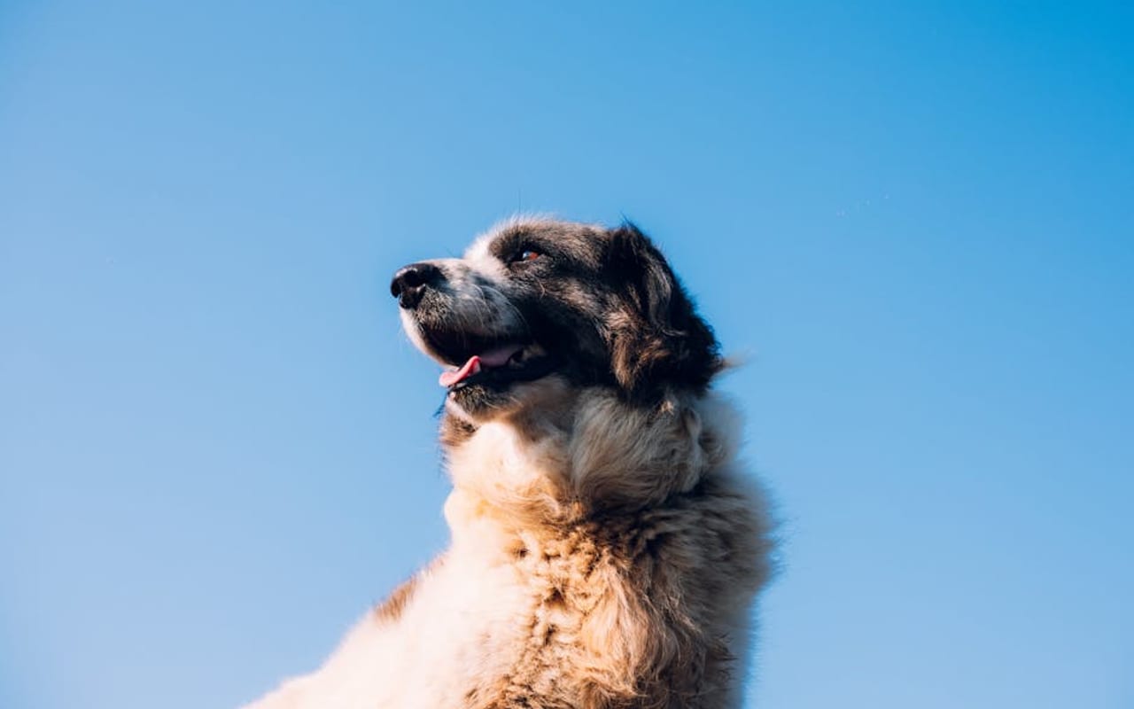 Pyrenean Mastiff — gallery 4
