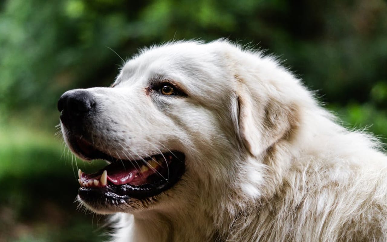 Pyrenean Shepherd dog breed portrait