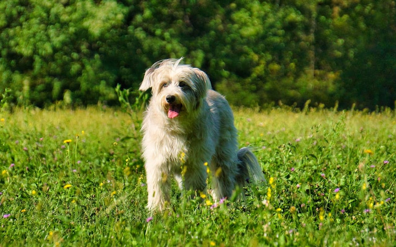 Pyrenean Shepherd — gallery 2
