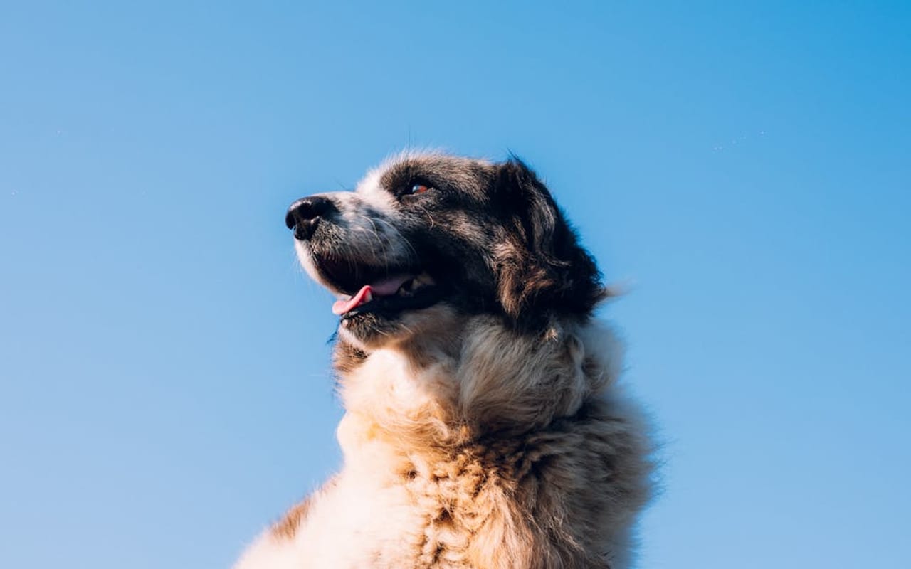 Pyrenean Shepherd — gallery 3