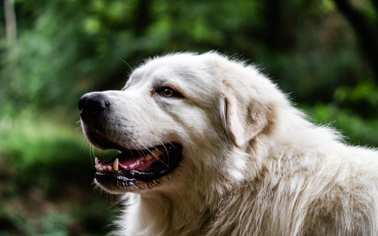 Pyrenean Shepherd — gallery 4