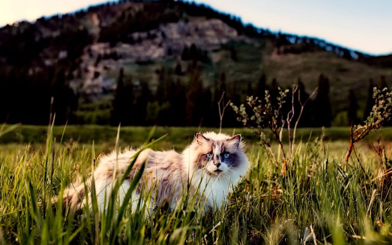 Ragamuffin — gallery 2