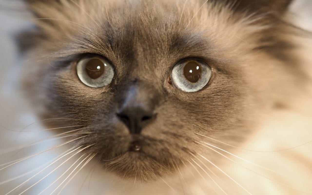 Ragdoll breed