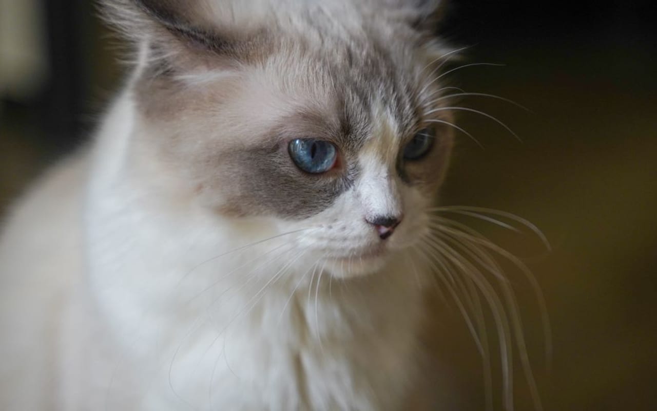 Ragdoll — gallery 2