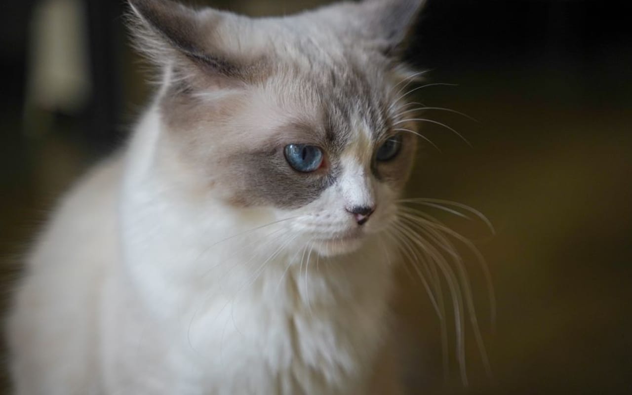 Ragdoll — gallery 4