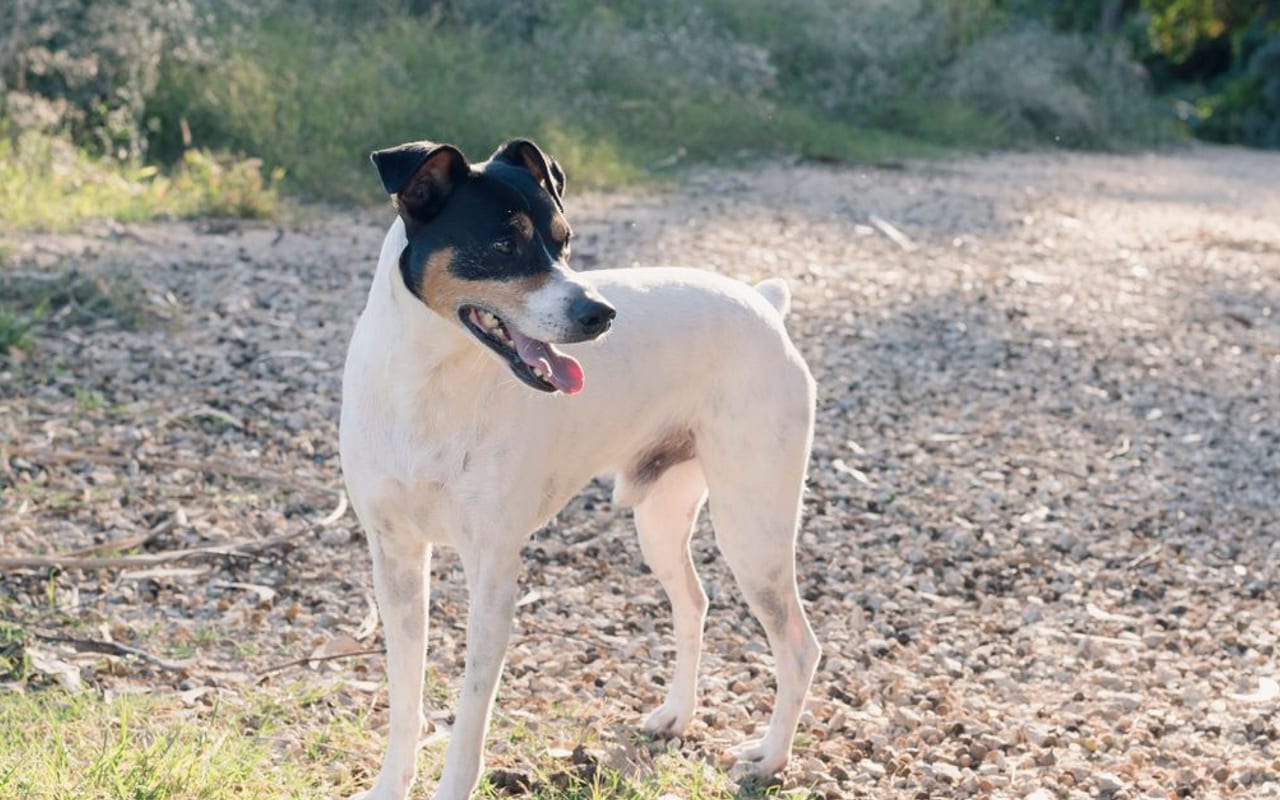 Rat Terrier — gallery 3