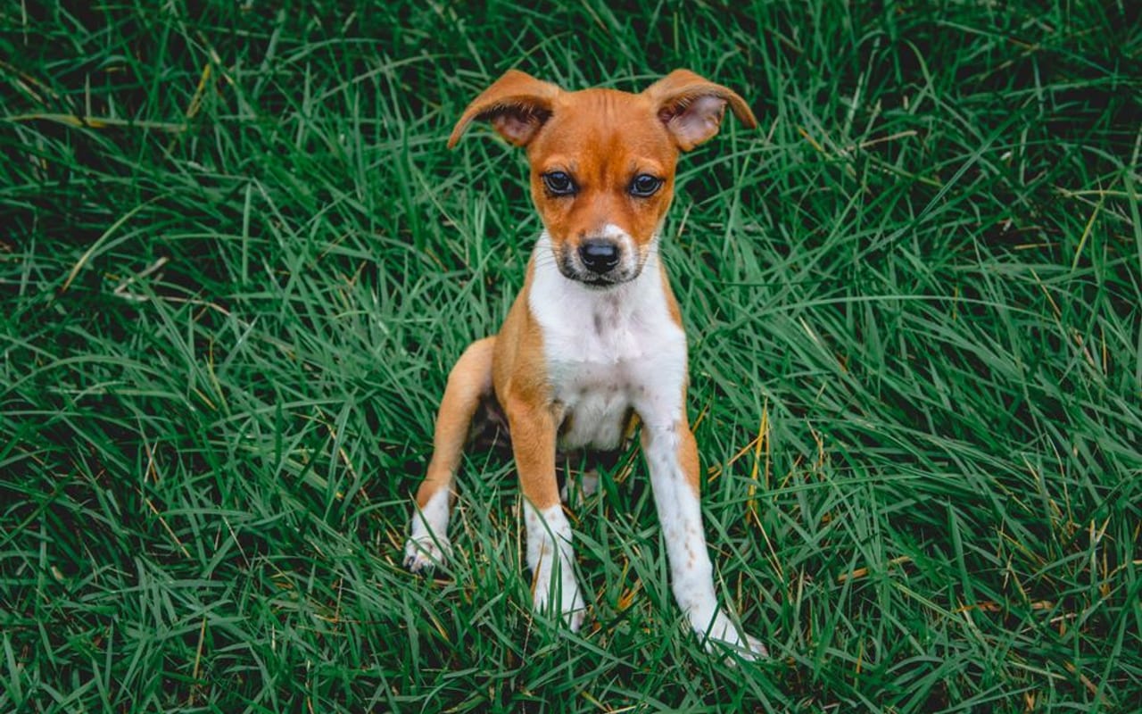Rat Terrier — gallery 4